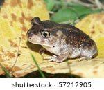 Spadefoot Toad (Scaphiopus holbrookii) Illinois