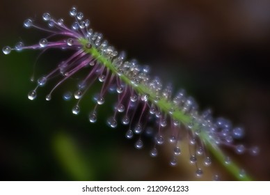 Spadeleaf Sundew Close Up Of Leaf