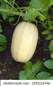 Summer Squash Plant Images Stock Photos Vectors Shutterstock