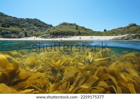 Spain Atlantic coast beach in summer with kelp seaweeds in the ocean, split level view over and under water surface, Galicia, Rias Baixas, Aldan
