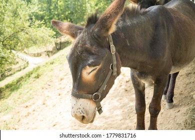 151 Catalan Donkey Images, Stock Photos & Vectors | Shutterstock