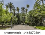 Spain city of Elche (Elx) is famous for the palm tree forests. Palmeral of Elche (or Palm Grove of Elche, about 70,000 palms) - the most southern palm grove in Europe. Elche, Spain.