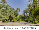 Spain city of Elche (Elx) is famous for the palm tree forests. Palmeral of Elche (or Palm Grove of Elche, about 70,000 palms) - the most southern palm grove in Europe. Elche, Spain.