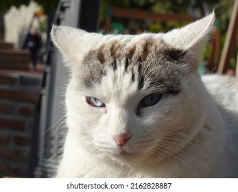 [Spain] Close up of face of stray cat with blue eyes (Frigiliana)