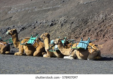 Spain, Lanzarote,  Camels For Tourists Riding  In The Timanfaya Nationalpark 