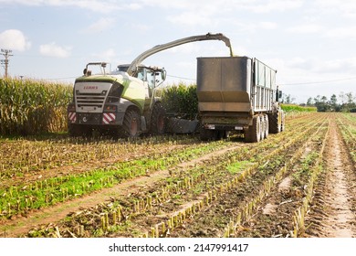 SPAIN, PROVINCE OF GIRONA - October 20, 2021: Process Of Corn Silage Harvest For Livestock Feed Or Biogas Production