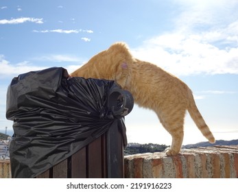 [Spain] The Red Tabby Cat Looking Inside The Trash Can (Frigiliana)