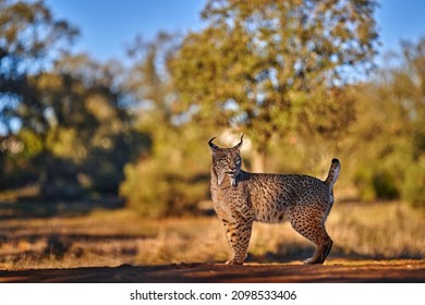 Spain Wildlife. Iberian Lynx, Lynx Pardinus, Wild Cat Endemic Spain In Europe. Rare Cat Walk In The Nature Habitat. Canine Feline With Spot Fur Coat, Evening Sunset Light.