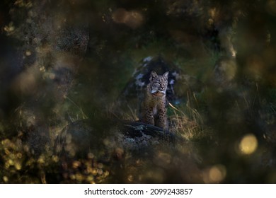 Spain Wildlife. Iberian Lynx, Lynx Pardinus, Wild Cat Endemic To Iberian Peninsula In Southwestern Spain In Europe. Rare Cat Walk In Nature Habitat. Canine Feline With Spot Fur Coat, Sunset Light