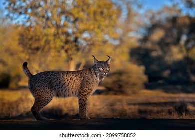 Spain Wildlife. Iberian Lynx, Lynx Pardinus, Wild Cat Endemic Spain In Europe. Rare Cat Walk In The Nature Habitat. Canine Feline With Spot Fur Coat, Evening Sunset Light.