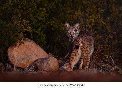 Spain Wildlife. Iberian Lynx, Lynx Pardinus, Wild Cat Endemic To Iberian Peninsula In Southwestern Spain In Europe. Rare Cat Walk In The Nature Habitat. Canine Feline With Spot Fur Coat, Sunset Light.