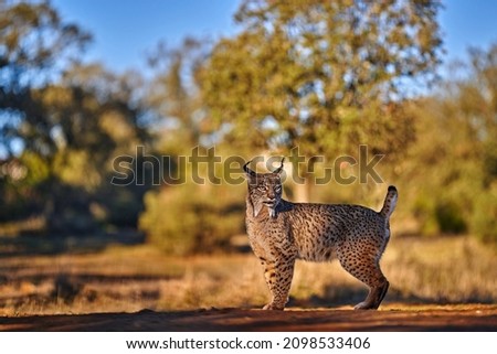 Spain wildlife. Iberian lynx, Lynx pardinus, wild cat endemic Spain in Europe. Rare cat walk in the nature habitat. Canine feline with spot fur coat, evening sunset light.
