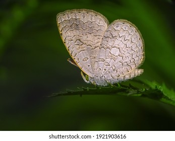 Spalgis Is A Genus Of Butterflies In The Family Lycaenidae. Spalgis Are Found In The Australasian Realm (New Guinea), The Indomalayan Realm, And The Afrotropical Realm.