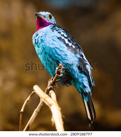 Spangled cotinga sitting on tree branch (Cotinga cayana). South America