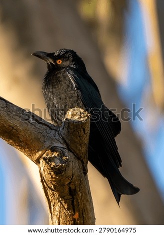 Spangled Drongo Perched on Weathered Tree Branch