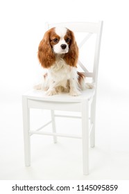 spaniel dog Cavalier King Charles  is sitting on the white chair