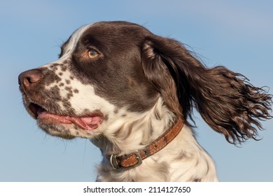 Spaniel Dog. Close-up Profile Of Isolated Sprocker (springer And Cocker Cross Breed) Spaniel Puppy Head. Handsome Alert Dog Face Close Up With Ear Blowing In The Wind Against Plain Blue Sky Background