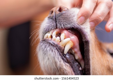 Spaniel Dog Has Lost Tooth Stock Photo 1561404523 | Shutterstock