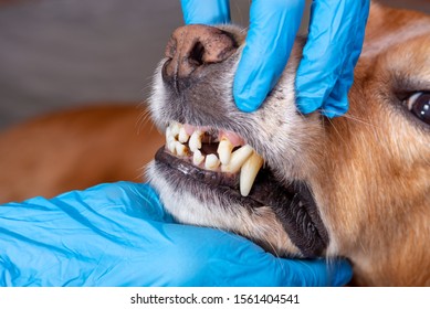 Doctor Examines Dogs Teeth Dog Tartar Stock Photo 793334065 | Shutterstock