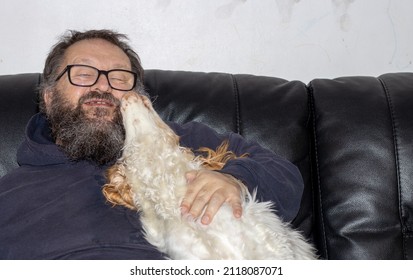 Spaniel Dog Licking Face Of Elderly Man With Beard Sitting On Black Leather Sofa