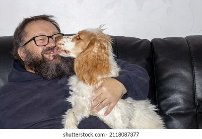 Spaniel Dog Licking Face Of Elderly Man With Beard