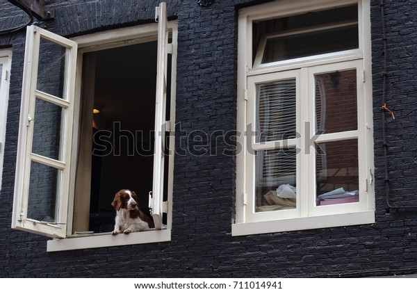 オランダのアムステルダムの通りの一階の開いた窓からスパニエル犬が外を見る の写真素材 今すぐ編集