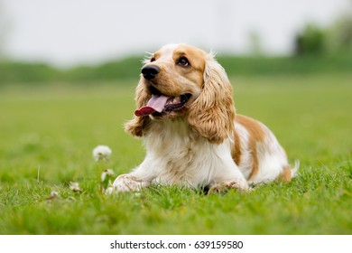 spaniel dog on a green grass - Shutterstock ID 639159580