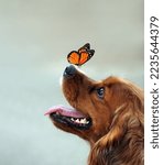 Spaniel dog portrait. A colorful monarch butterfly on the nose of a hunting dog. Dog with open mouth. Dog with tongue sticking out