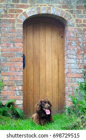 Spaniel Dog Sitting In Front Of A Garden Gate.