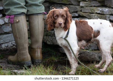 Spaniel Gun Dog