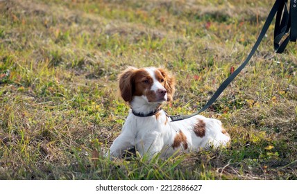 A Spaniel Hunting Dog On A Leash