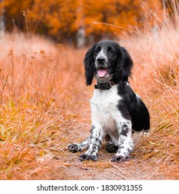 Spaniel Hunting For A Walk In The Fall. Dog On A Walk In Autumn. Autumn Portrait Of An Animal. Puppy. Walking A Pet. Beautiful Photo With A Dog. Article About Pets. Black And White Color.