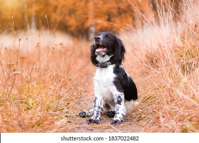 Spaniel Hunting For A Walk In The Fall. Dog On A Walk In Autumn. Autumn Portrait Of An Animal. Puppy. Walking A Pet. Beautiful Photo With A Dog. Article About Pets. Black And White Color.