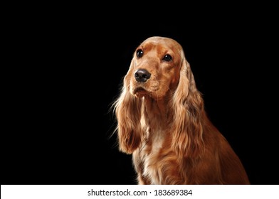 Spaniel Portrait On Black Background