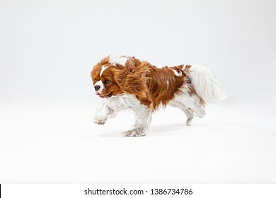 Spaniel puppy playing in studio. Cute doggy or pet is running isolated on white background. The Cavalier King Charles. Negative space to insert your text or image. Concept of movement, animal rights.