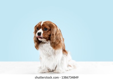 Pet Grooming Images Stock Photos Vectors Shutterstock