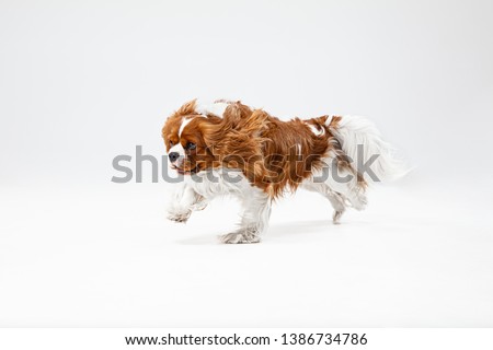 Spaniel puppy playing in studio. Cute doggy or pet is running isolated on white background. The Cavalier King Charles. Negative space to insert your text or image. Concept of movement, animal rights.