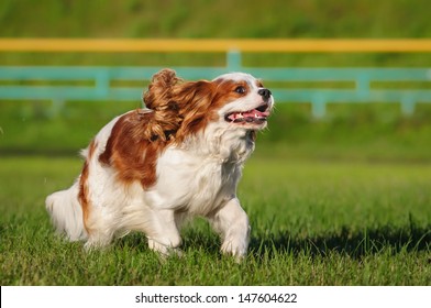 Spaniel running on the lawn