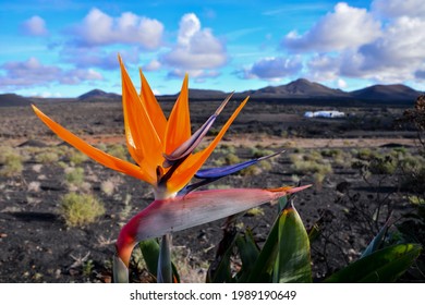 76 imagens de Flor del ave paraiso Imagens, fotos stock e vetores |  Shutterstock