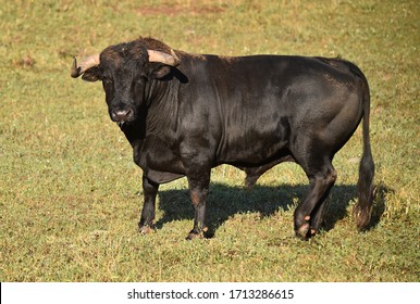 Big Bull High Res Stock Images Shutterstock