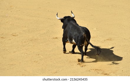 Spanish Black Bull With Big Horns In The Bullring