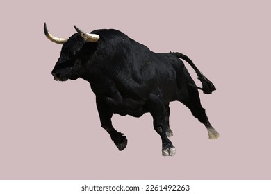 Spanish black bull with big horns