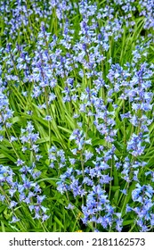 Spanish Bluebell Flowers, A Species Of Hyacinthoides, Blooming And Blossoming In A Field Or Botanical Garden Outside. Wild Flowering Plants Thriving Outdoors In A Landscaped Garden From Above