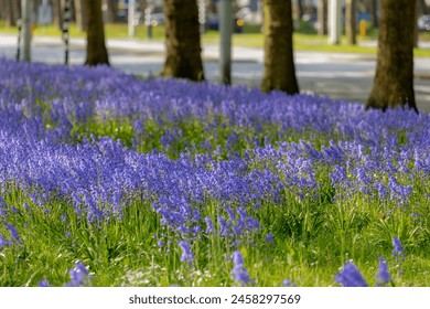Spanish bluebell growing along the roadside, Hyacinthoides hispanica, Endymion hispanicus or Scilla hispanica is a spring-flowering bulbous perennial native to the Iberian Peninsula, Nature background - Powered by Shutterstock
