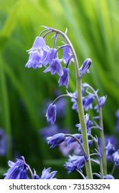 Spanish Bluebells