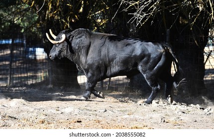 A spanish brave bull with big horns in the cattle farm