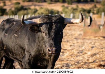 Spanish brave bull - image