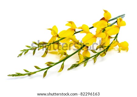 spanish broom flowers on a white background