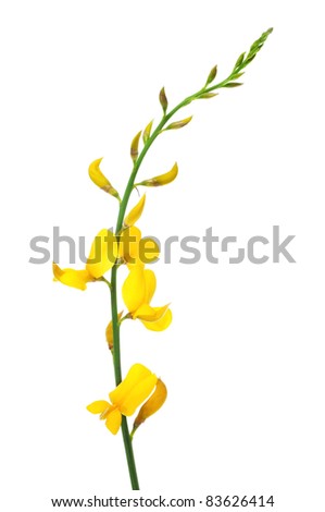 spanish broom flowers on a white background