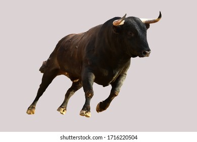 Spanish Bull With Big Horns